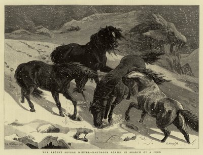 Il recente inverno rigido, pony di Dartmoor in cerca di cibo da Samuel Edmund Waller